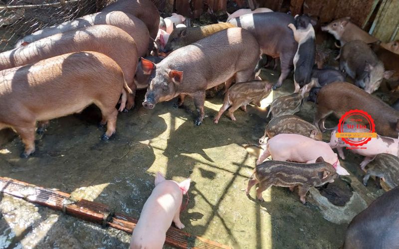 Heo Quay Ngon Tuy Phước – Hương Vị Bình Định